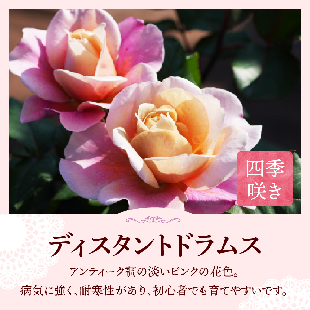 【群馬県千代田】ディスタントドラムス 【バラ】 鉢植え 6号鉢 鈴木ガーデン