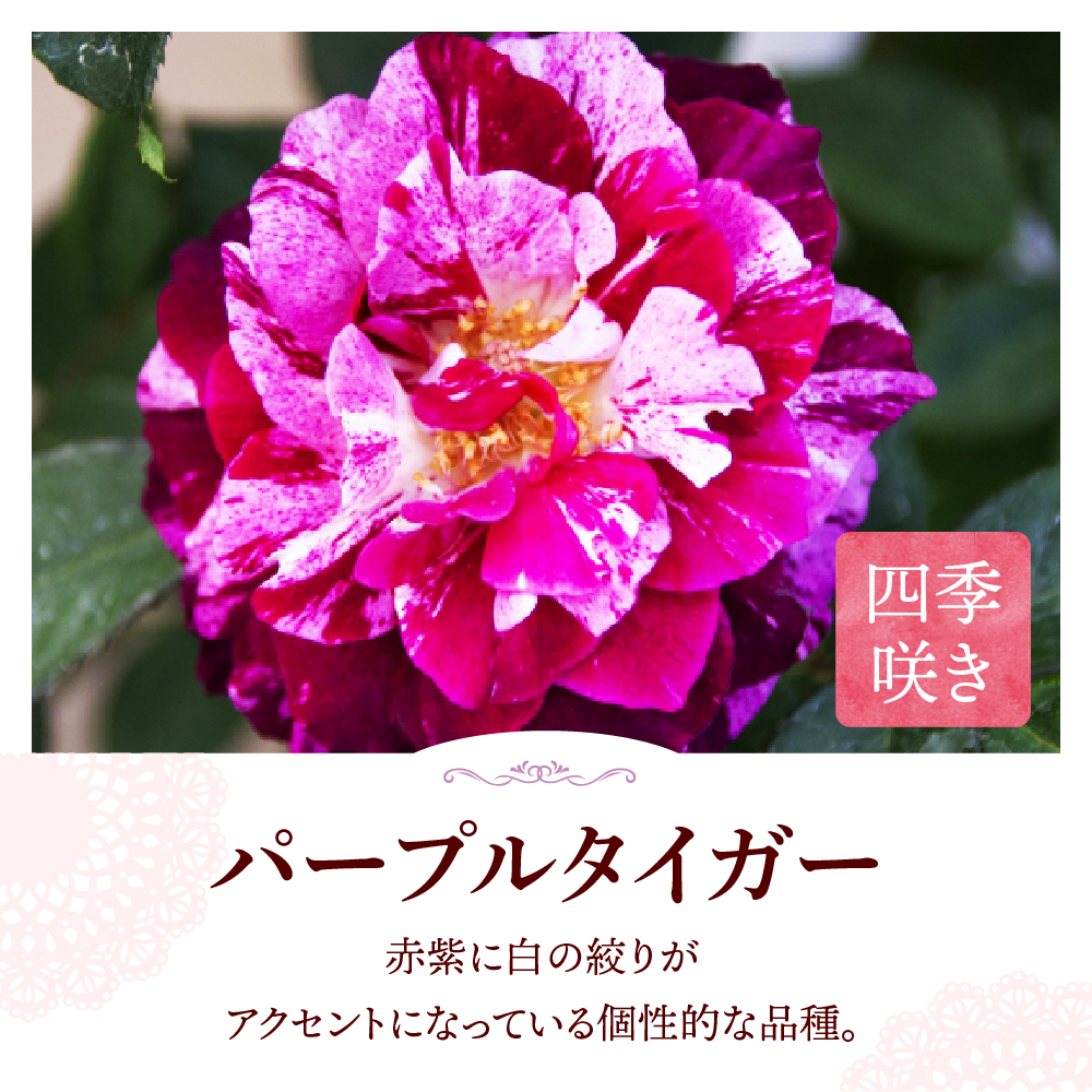 【群馬県千代田】パープルタイガー 【バラ】 鉢植え 6号鉢 鈴木ガーデン