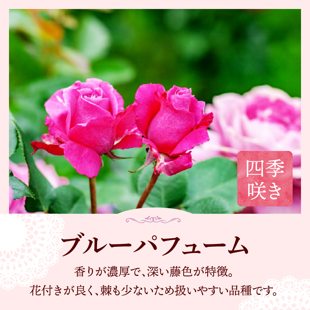【群馬県千代田】ブルーパフューム 【バラ】 鉢植え 6号鉢 鈴木ガーデン