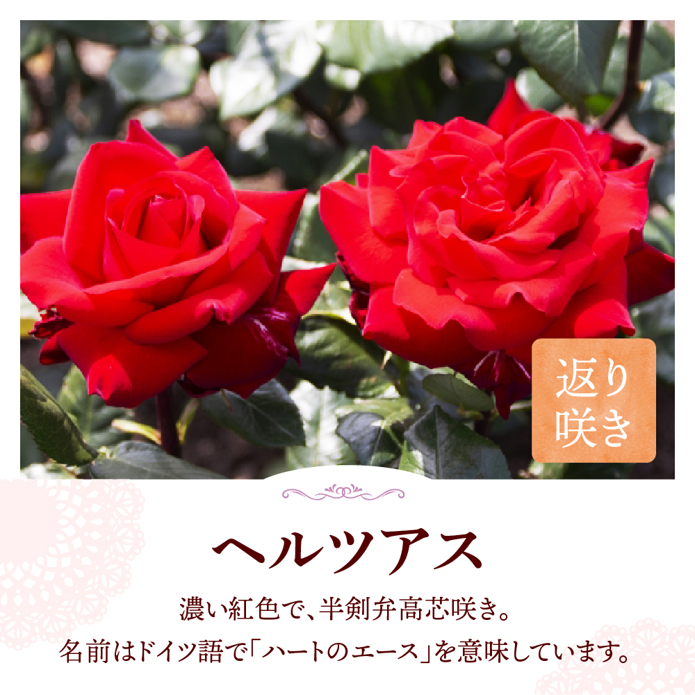  【群馬県千代田】ヘルツアス 【バラ】 鉢植え 6号鉢 鈴木ガーデン