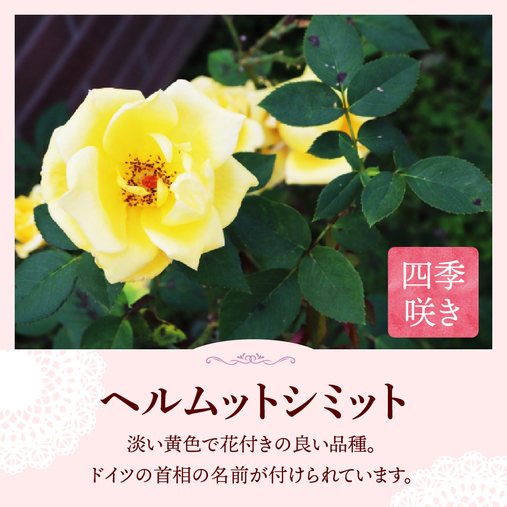 【群馬県千代田】ヘルムットシミット 【バラ】 鉢植え 6号鉢 鈴木ガーデン