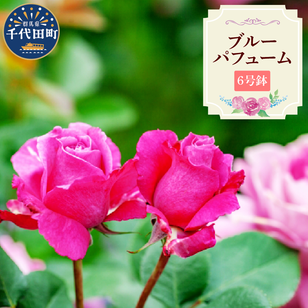 【群馬県千代田】ブルーパフューム 【バラ】 鉢植え 6号鉢 鈴木ガーデン