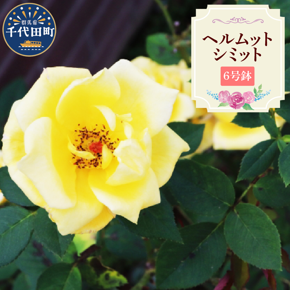 【群馬県千代田】ヘルムットシミット 【バラ】 鉢植え 6号鉢 鈴木ガーデン