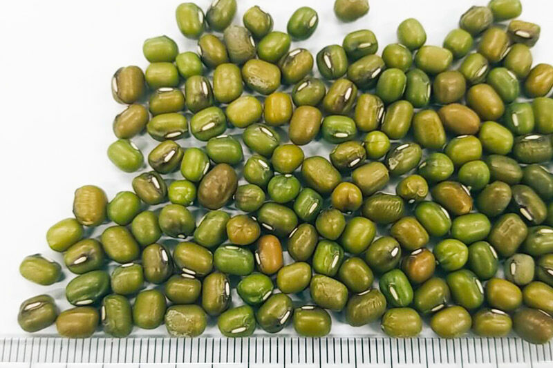 グリーンマッペ（緑豆）500g×1袋 サイトウ・コーポレーション 飼料 [鳥 鳩 ハト 小鳥 インコ 文鳥 カナリア 小動物 草食 雑穀 餌 えさ エサ ペット]