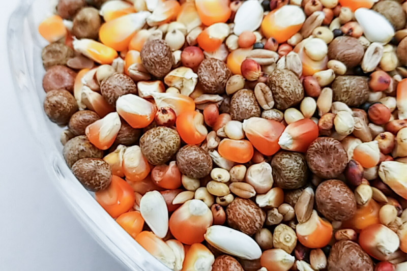 鳩のえさ 特別配合Q 800g×1袋 サイトウ・コーポレーション 飼料