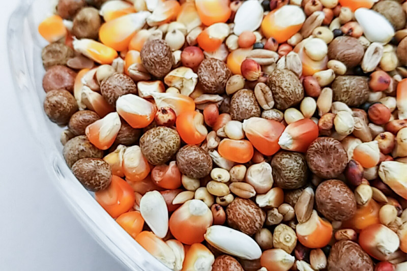 鳩のえさ 特別配合Q 10kg×1袋 サイトウ・コーポレーション 飼料