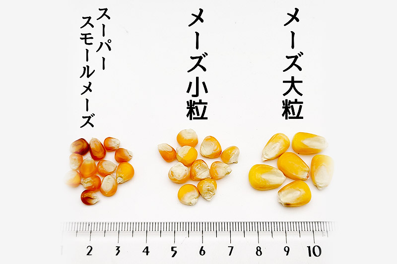 メーズ小粒(インド産) 500g×1袋 サイトウ・コーポレーション 飼料