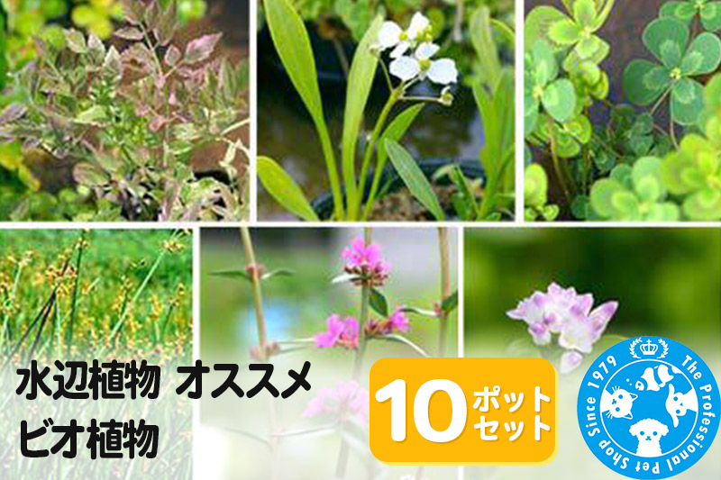 水辺植物 オススメ ビオ植物×10ポット: 邑楽町ANAのふるさと納税