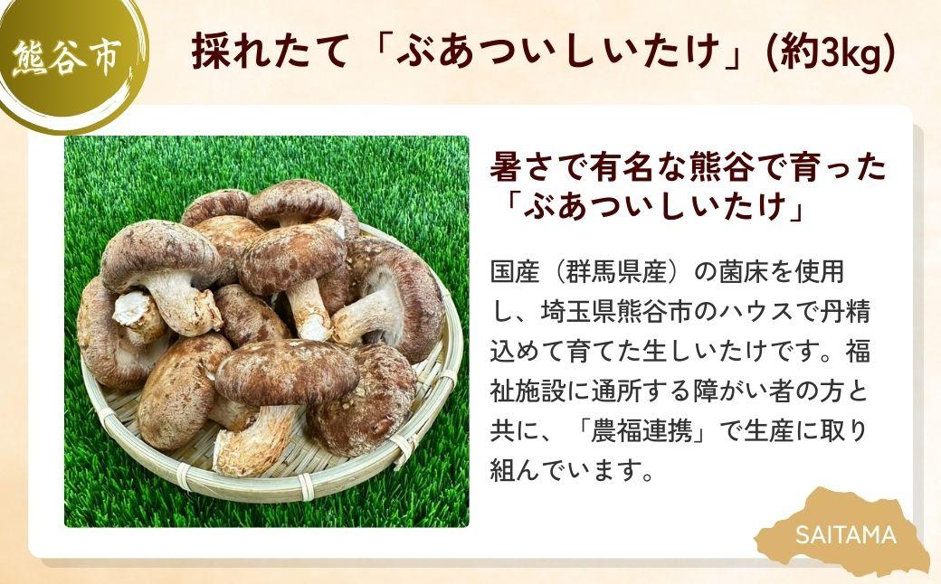 豪快しいたけBBQセット | しいたけ 椎茸 シイタケ 肉厚 ジューシー 牛肉 肉 スライス 切り落とし モモ ビール クラフトビール 埼玉県 埼玉県庁