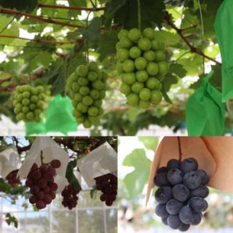 【数量限定・2023年発送】あまみごえぶどう2房お任せセット【配送不可地域：離島】