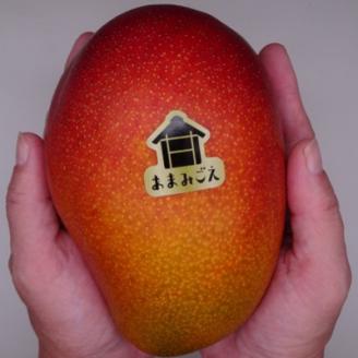 【数量限定・2023年発送】あまみごえマンゴー1.5kg【配送不可地域：離島】