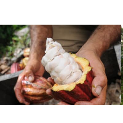 久遠チョコレートテリーヌ6枚BOX(夏発送)【配送不可地域：離島】