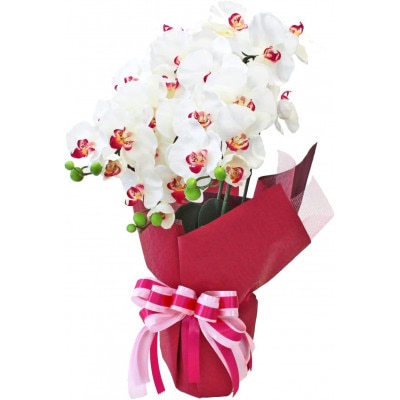 胡蝶蘭 造花 シルクフラワーの胡蝶蘭の鉢植え 3本立 光触媒 ホワイトオーキッド