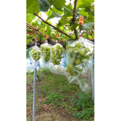 他の産地に負けない味!晴天率の高い埼玉県川越市産「シャインマスカット」約1.3kg(2～3房)【配送不可地域：離島・北海道・沖縄県・中国・四国・九州】