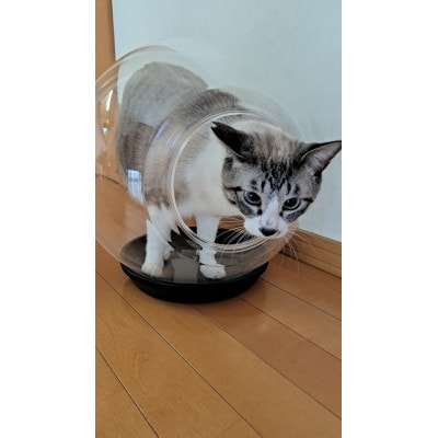 出入口ヨコ-町工場の猫好き社員が開発!犬・猫ちゃんの可愛い姿を見る為のペットの金魚鉢(アクリル樹脂)