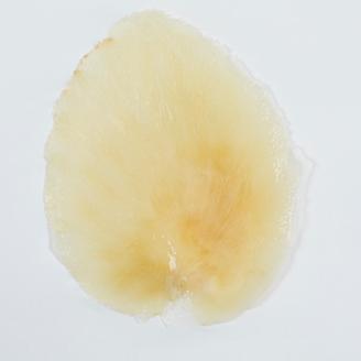 フカヒレ姿煮用(ムナビレ)60g×2枚【配送不可地域：離島】