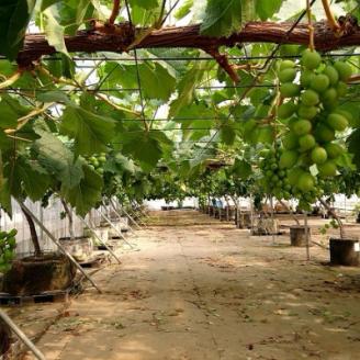 【数量限定・2023年発送】あまみごえぶどう2房お任せセット【配送不可地域：離島】