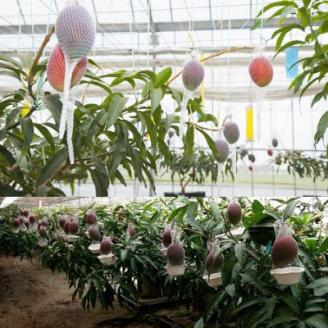 【数量限定・2023年発送】あまみごえマンゴー1.5kg【配送不可地域：離島】