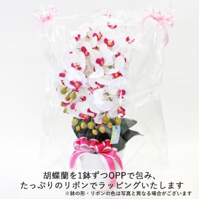 胡蝶蘭 造花 常滑産陶製鉢に入ったシルクフラワーの胡蝶蘭の鉢植 5本立 CT触媒 ホワイトオーキッド