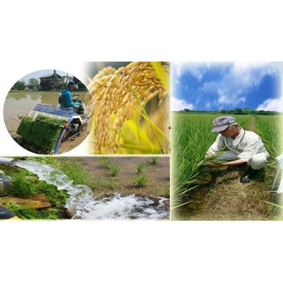 無洗米　川越でとれたお米5kg