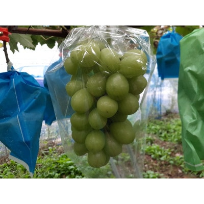 他の産地に負けない味!晴天率の高い埼玉県川越市産「シャインマスカット」約1.3kg(2～3房)【配送不可地域：離島・北海道・沖縄県・中国・四国・九州】