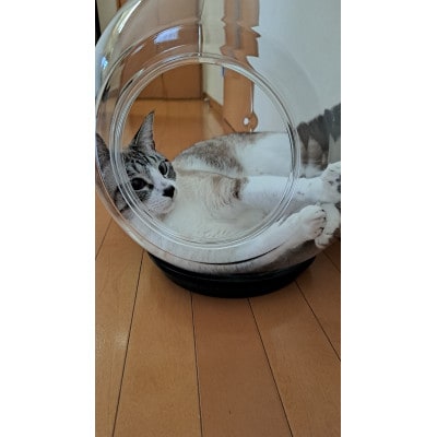 出入口ヨコ-町工場の猫好き社員が開発!犬・猫ちゃんの可愛い姿を見る為のペットの金魚鉢(アクリル樹脂)