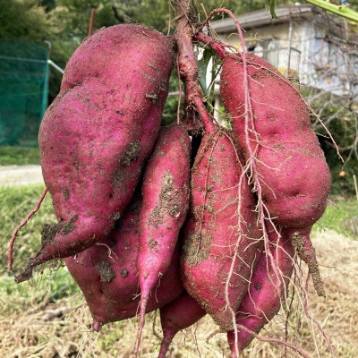 おいもバウム(大)