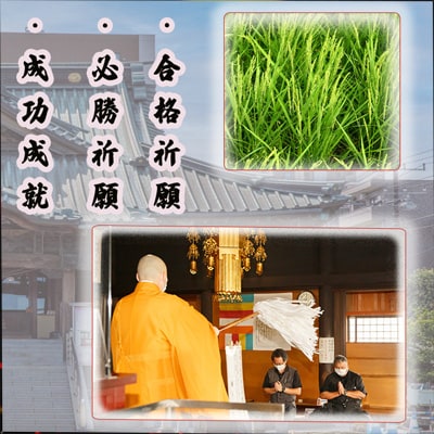 彩のきずな　10kg