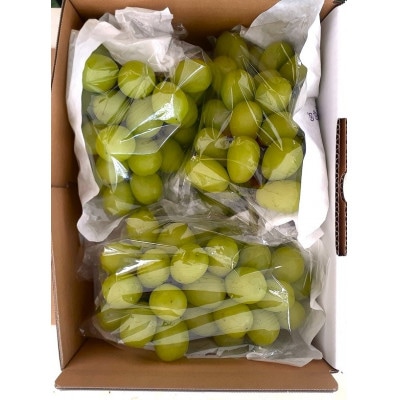 他の産地に負けない味!晴天率の高い埼玉県川越市産「シャインマスカット」約1.3kg(2～3房)【配送不可地域：離島・北海道・沖縄県・中国・四国・九州】