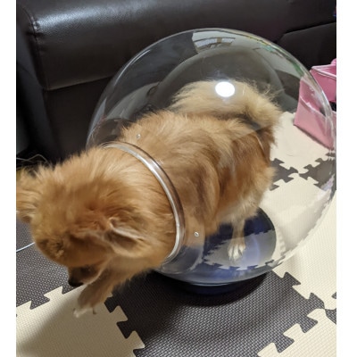 出入口ヨコ-町工場の猫好き社員が開発!犬・猫ちゃんの可愛い姿を見る為のペットの金魚鉢(アクリル樹脂)