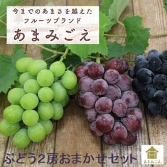 【数量限定・2023年発送】あまみごえぶどう2房お任せセット【配送不可地域：離島】