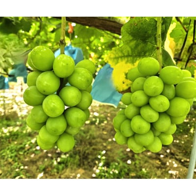 他の産地に負けない味!晴天率の高い埼玉県川越市産「シャインマスカット」約1.3kg(2～3房)【配送不可地域：離島・北海道・沖縄県・中国・四国・九州】