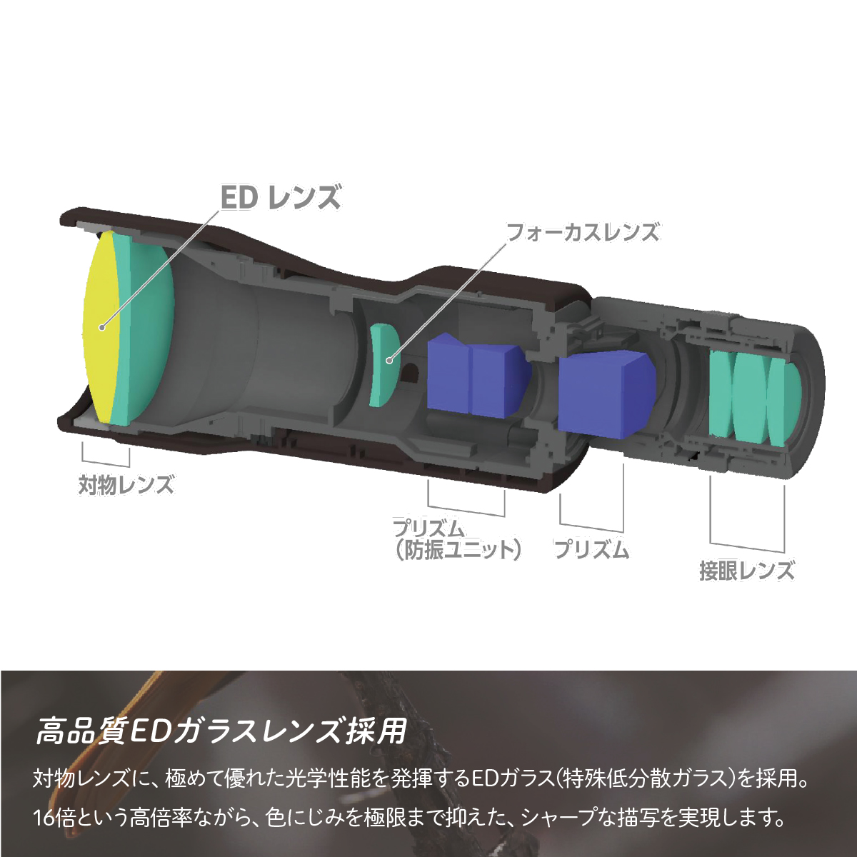 防振双眼鏡 ビクセン アテラ ATERAII EDH16x50WP (ブラックブラウン) Vixen