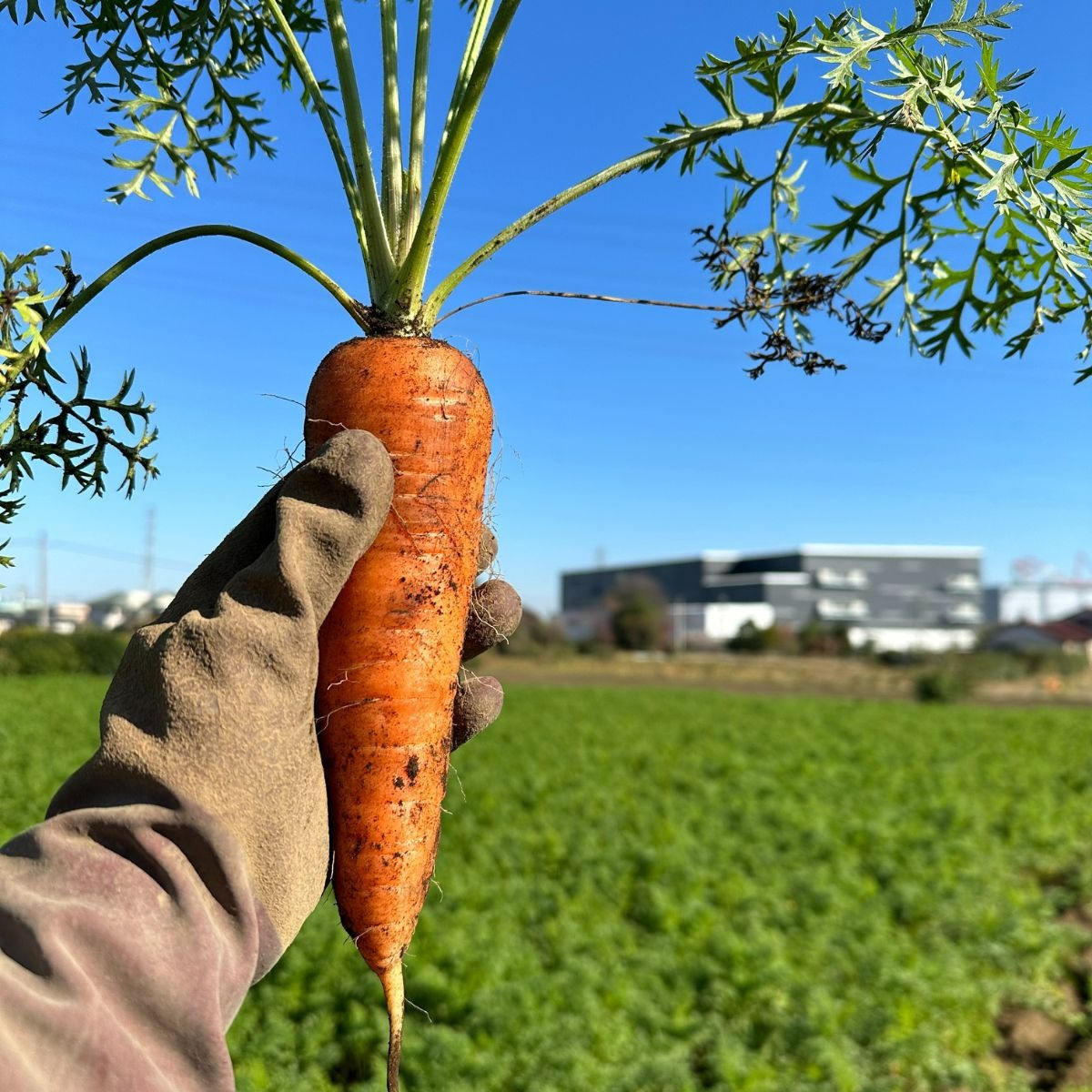 Farm Prideが育てた採れたての絶品！冬ニンジン 彩誉(あやほまれ) 5kg