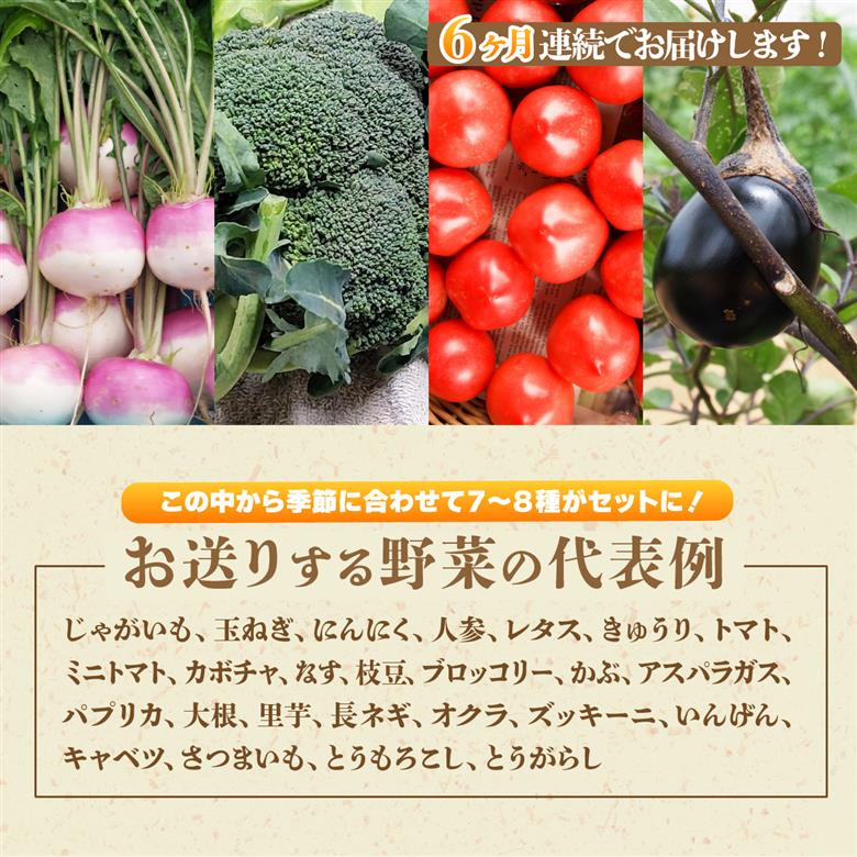 ＜6ヵ月定期便＞旬の野菜詰め合わせ11種~12種