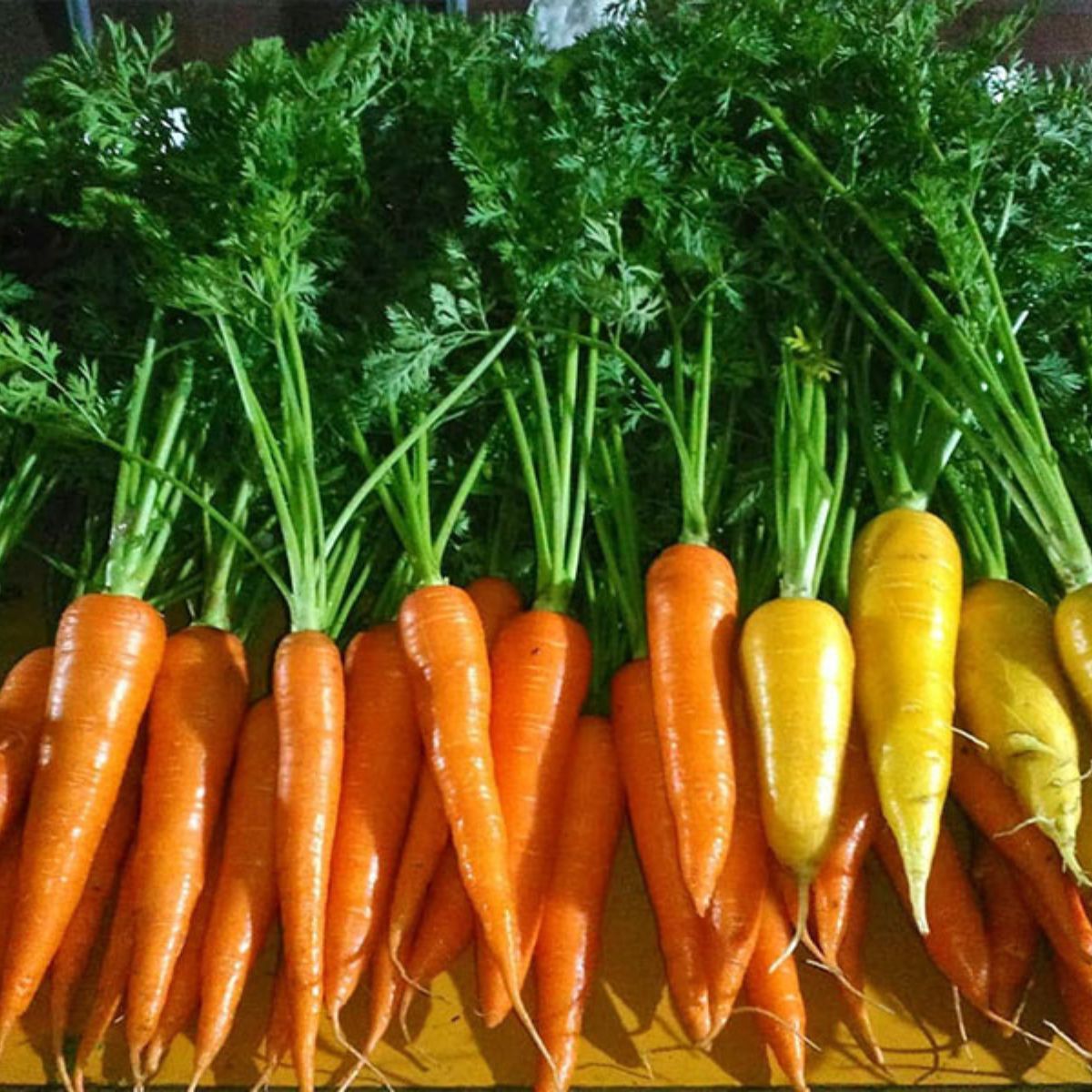 にんじんジュース りんごミックス 1L×2本 オーガニックファーム所沢農人