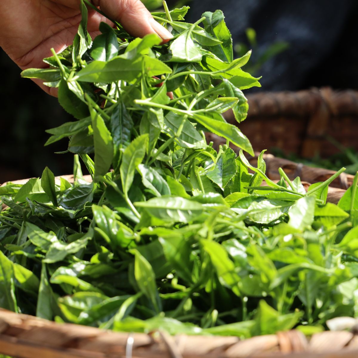 ＜訳あり＞ お茶農家のまかない茶 狭山茶の荒茶 1.2kg(200g×6袋)