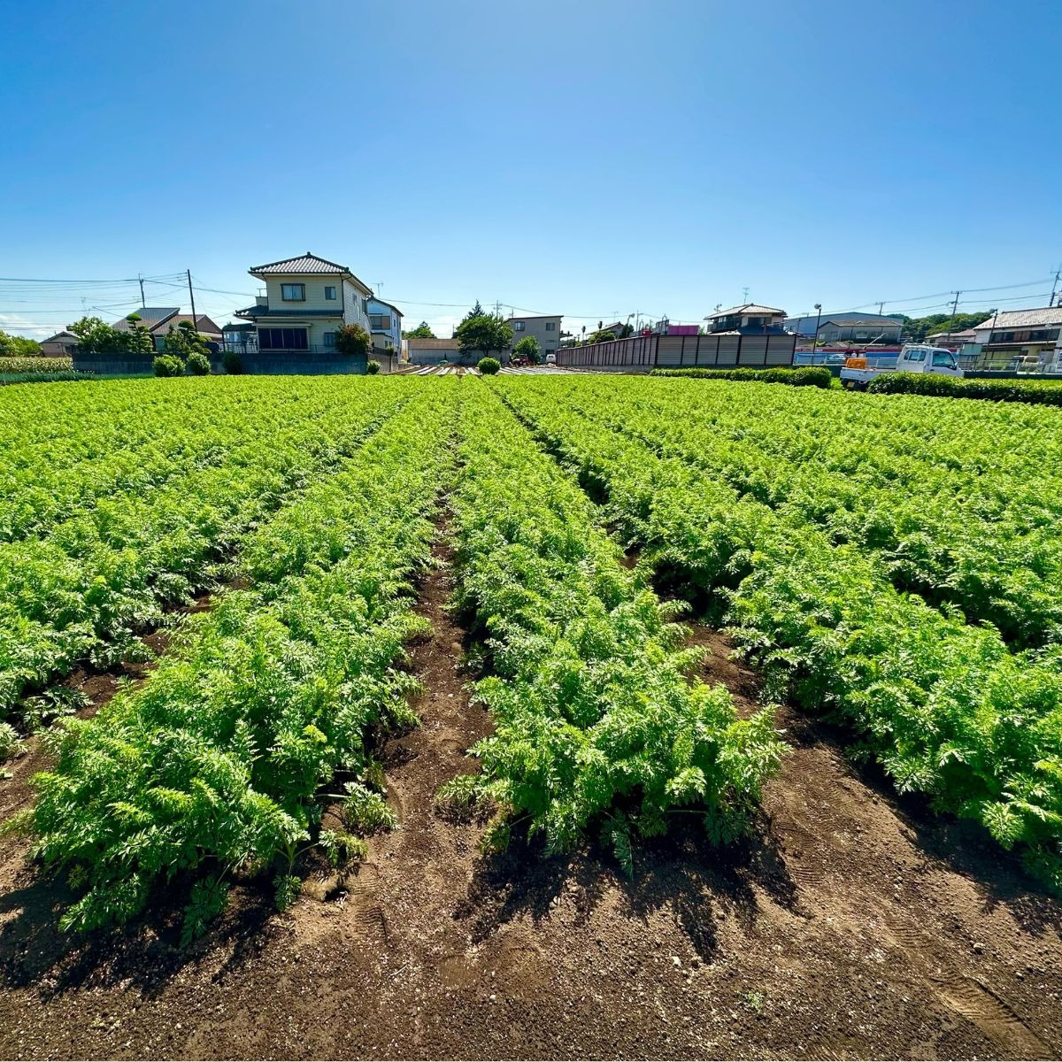 Farm Prideが育てた採れたての絶品！冬ニンジン 彩誉(あやほまれ) 5kg