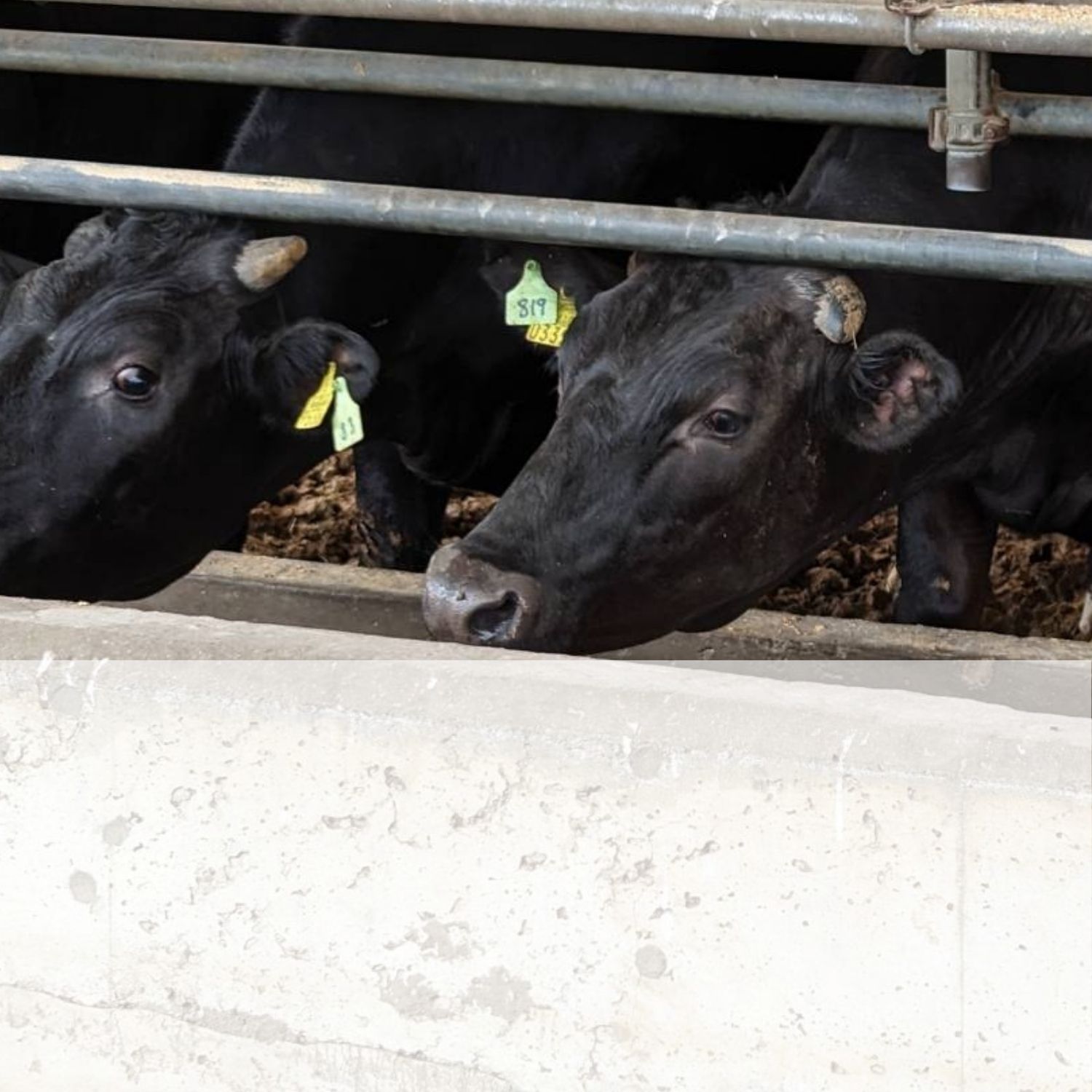 所沢牛使用！ベコ屋のたかちゃんビーフカレー 200g×5袋 見沢フーズ