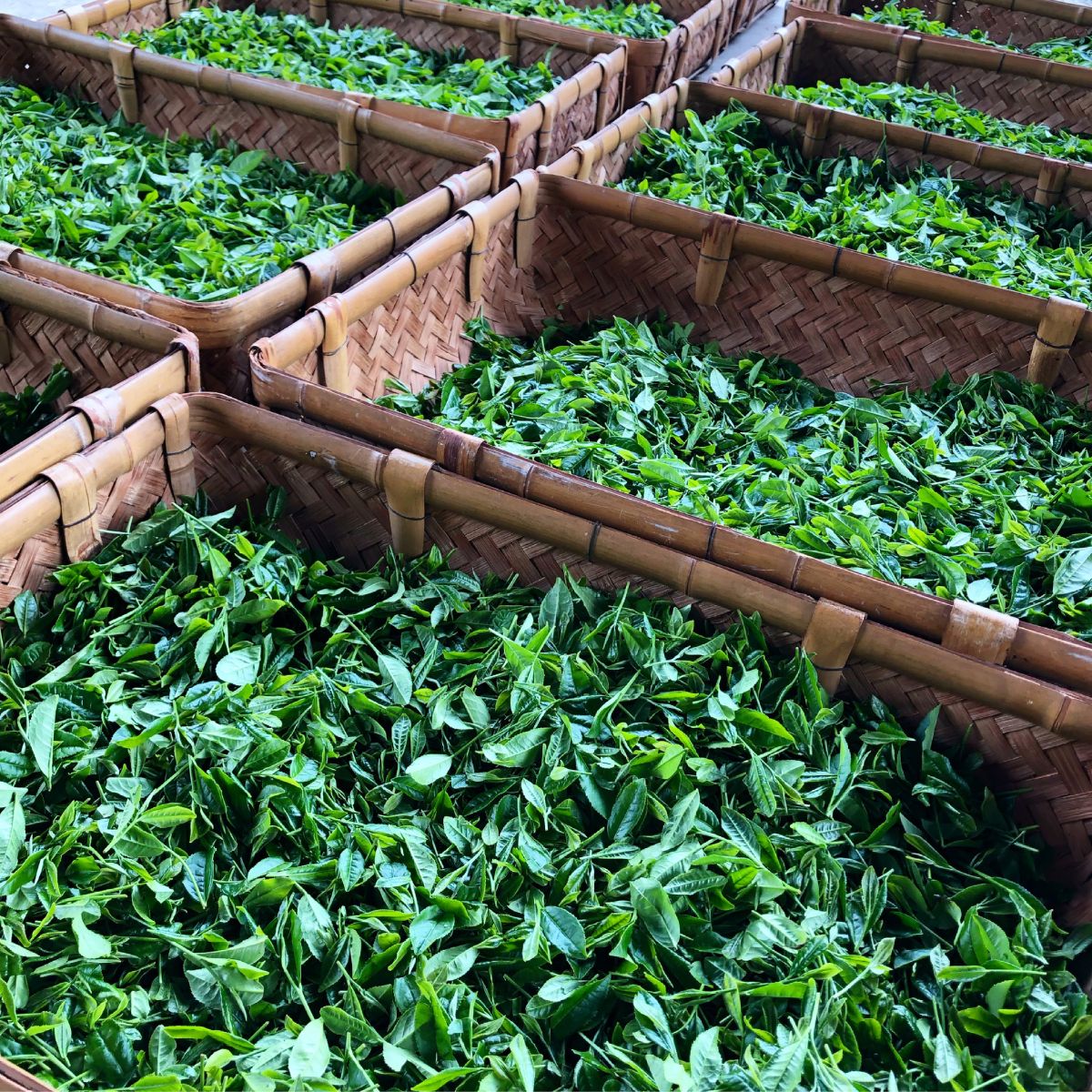 狭山茶 緑茶ティーバッグ 3袋セット