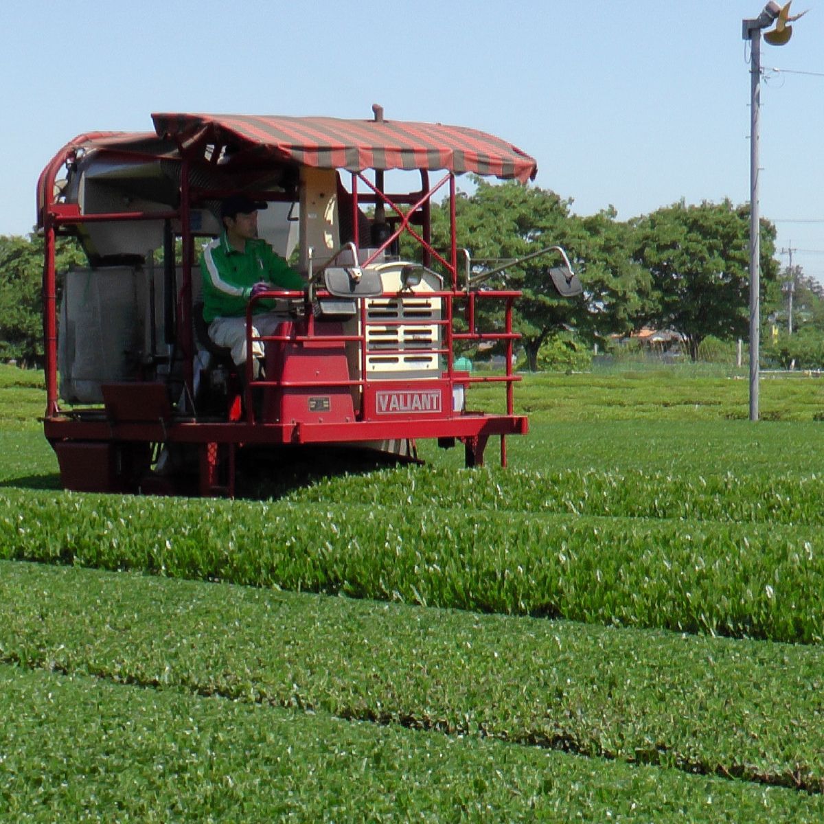さやま茶 ペットボトル 500ml×24本 新井園本店
