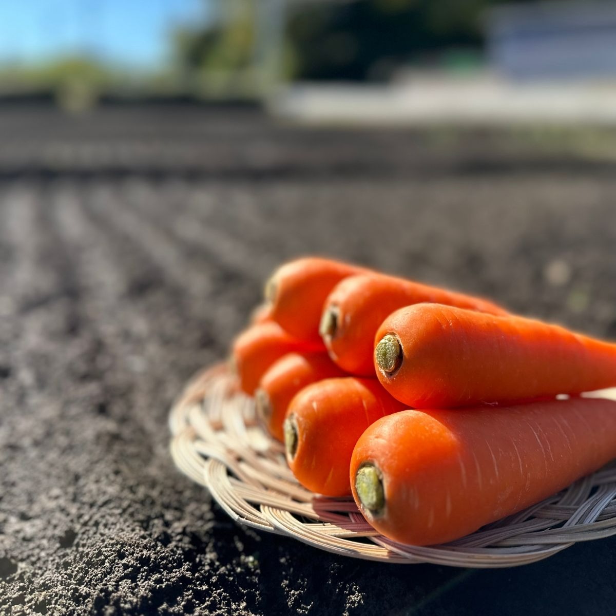 Farm Prideが育てた採れたての絶品！冬ニンジン 彩誉(あやほまれ) 5kg