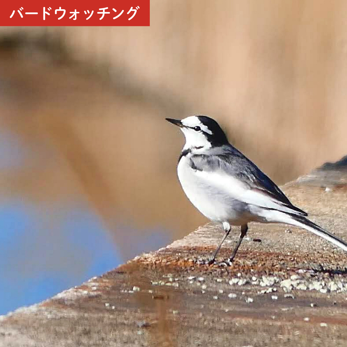 トコろん オリジナル単眼鏡 H4×12 倍率4倍 ビクセン Vixen