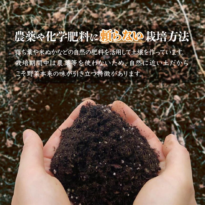 ＜3ヵ月定期便＞旬の野菜詰め合わせ11種~12種