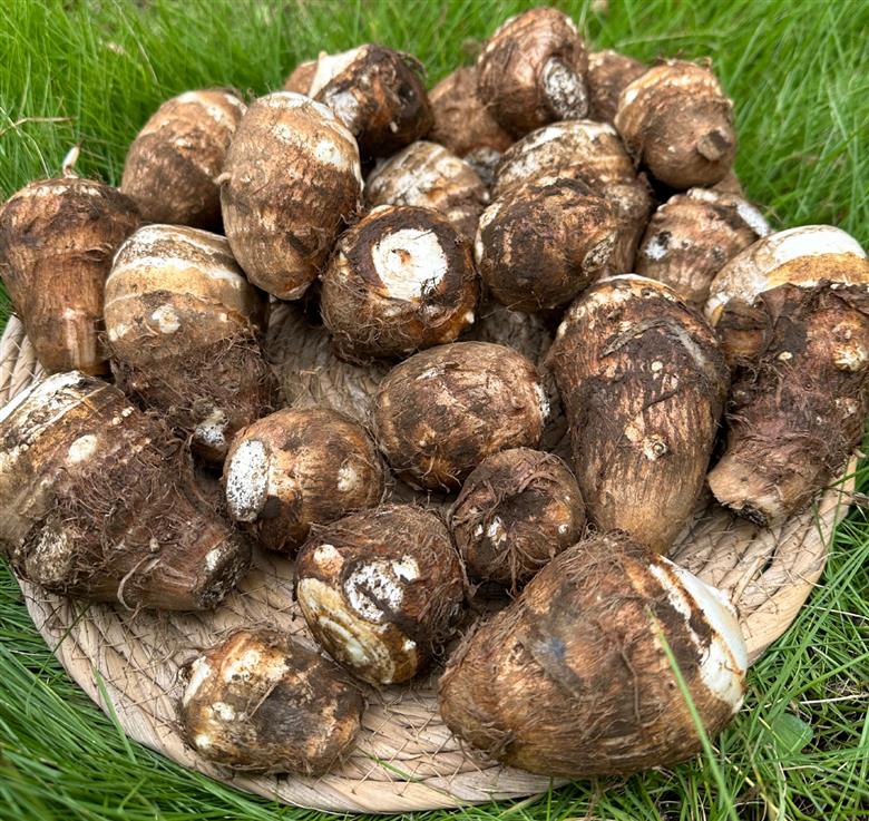 ＜定期便＞Farm Prideが育てた旬の野菜定期便 計5回