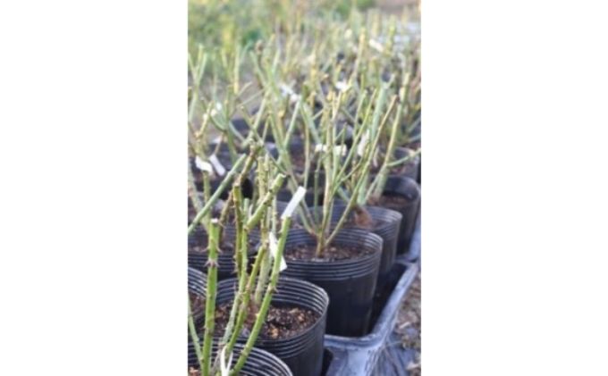 【Apple Roses】バラ苗『マイスタージンガー』大苗6号ポット植え[52210518]