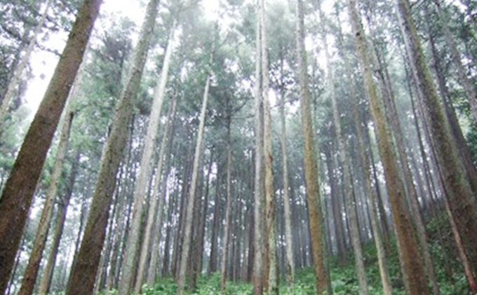 飯能炭じろう[52210574] 雑貨 日用品 消臭剤