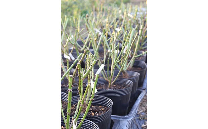 【Apple Roses】バラ苗『浮世』大苗6号ポット植え[52210662]