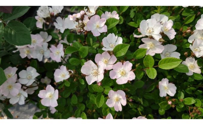 【Apple Roses】バラ苗『ののこ』大苗6号ポット植え[52210779]