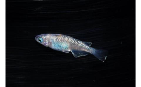 メダカ「紅灯系白虎(べにあかりけいびゃっこ)」5匹セット[52210546]